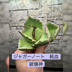 アガベ ジャガーノート 純血 アガベ チタノタ ジャガーノート 純血 / Agave titanota