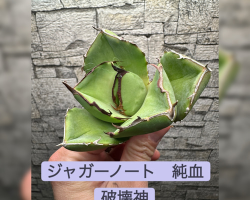 アガベ】ジャガーノート 純血 破壊神※同格送付 多肉植物