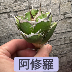 アガベ】SAD 強刺 ライムグリーンタイプ※同等品送付 多肉植物