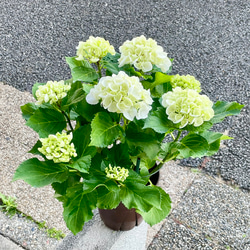 光触媒　人工観葉植物　ウォールグリーン　フェイクグリーン　ナンキンハゼ12343 光触媒 人工観葉植物 ウォールグリーン フェイクグリーン ナンキンハゼ