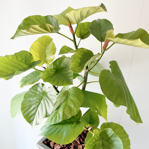 大切なウンベラータ Lサイズ 観葉植物 calm cafe - メルカリ