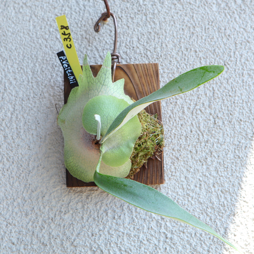 P. Veitchii 】ビカクシダ ビーチー ベイチー No.358 その他インテリア