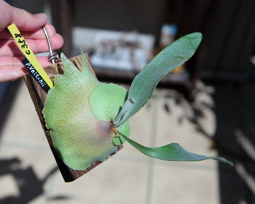 P. Veitchii 】ビカクシダ ビーチー ベイチー No.358 その他インテリア