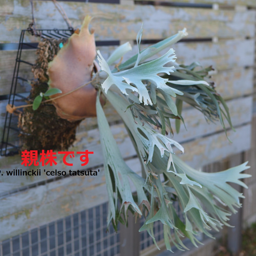 P.willinckii celso tatsuta OC株 P.willinckii 'Celso Tatsuta】子株 セルソ タツタ No.802