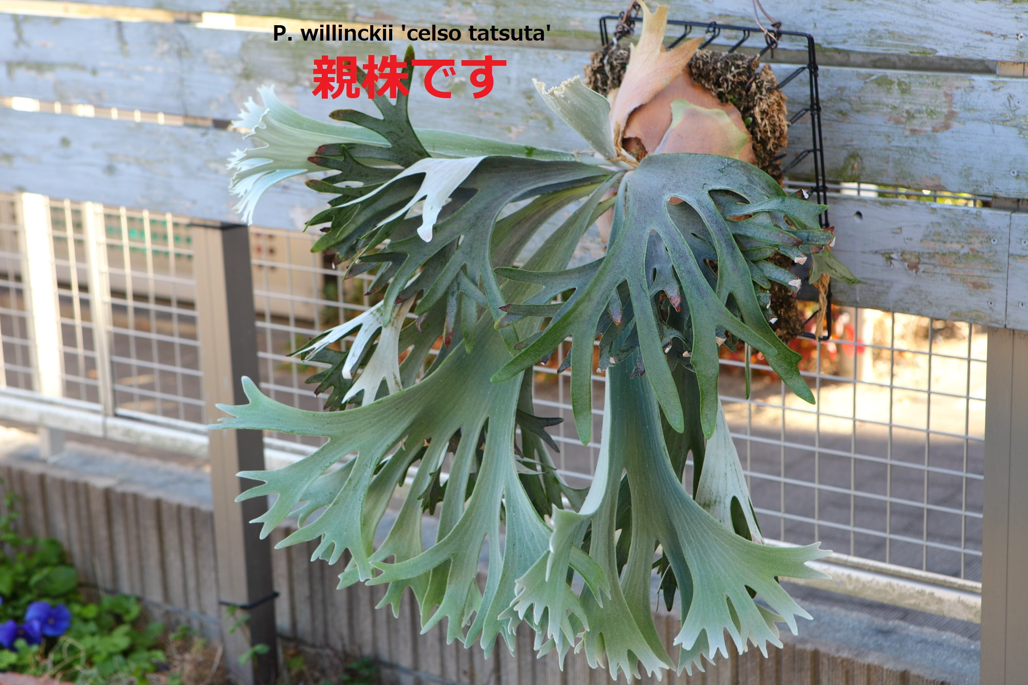 P. willinckii 'Celso tatsuta'大株/多分岐選抜 P. willinckii 'Celso tatsuta'大株/多分岐選抜