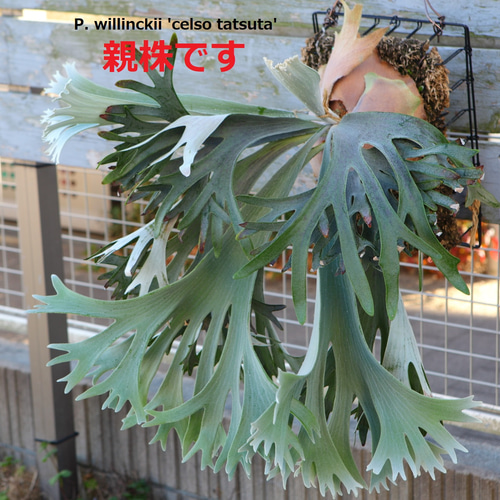 P.willinckii 'Celso Tatsuta】子株 セルソ タツタ No.802