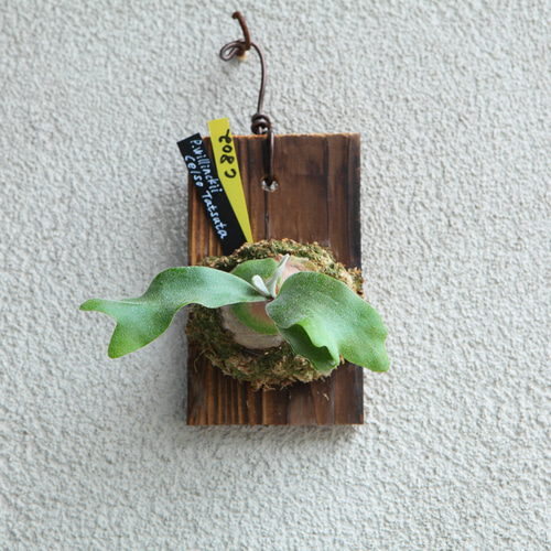 P.willinckii 'Celso Tatsuta】子株 セルソ タツタ No.802