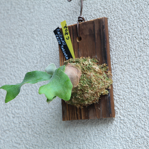 P.willinckii 'Celso Tatsuta】子株 セルソ タツタ No.802