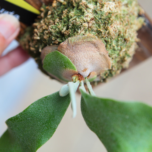 P. willinckii celso tatsuta中株 セルソタツタ ビカクシダ セルソタツタ (P. willinckii 'celso tatsuta