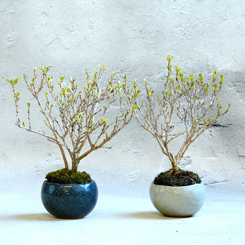 白丁花(ハクチョウゲ)盆栽＊陶板プレゼント＊ 盆栽 石井盆栽 通販