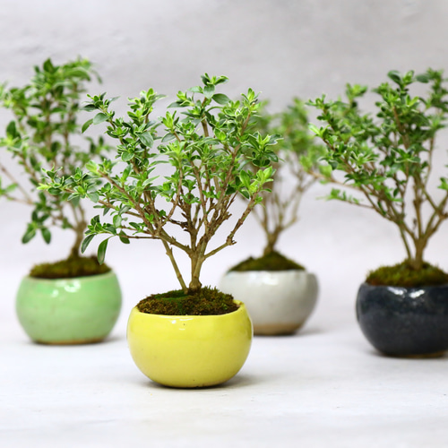 白丁花 ハクチョウゲ 根上がり盆栽 白丁花 ハクチョウゲ 根上がり盆栽 - メルカリ