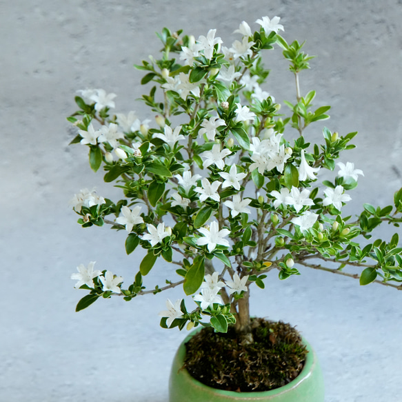 白丁花(ハクチョウゲ)盆栽＊陶板プレゼント＊ 盆栽 石井盆栽