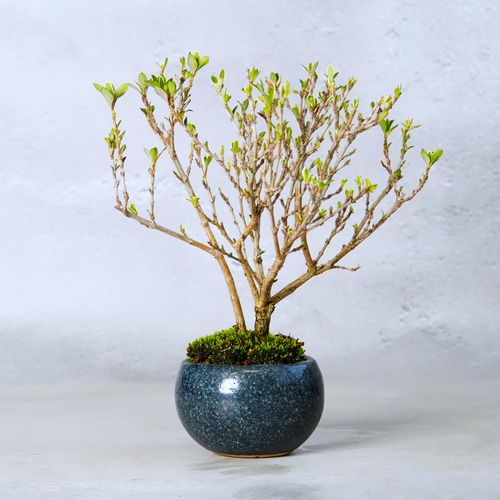 白丁花(ハクチョウゲ)盆栽＊陶板プレゼント＊ 盆栽 石井盆栽 通販