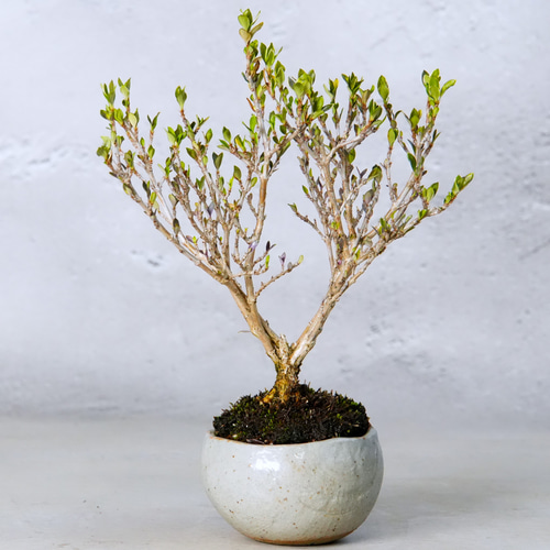 白丁花(ハクチョウゲ)盆栽＊陶板プレゼント＊ 盆栽 石井盆栽 通販