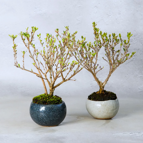 白丁花(ハクチョウゲ)盆栽＊陶板プレゼント＊ 盆栽 石井盆栽 通販