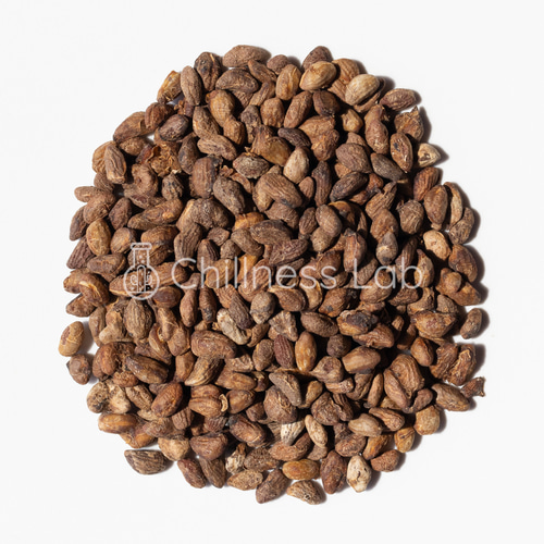 Voacanga africana 種子 西アフリカ原産 希少 熱帯植物