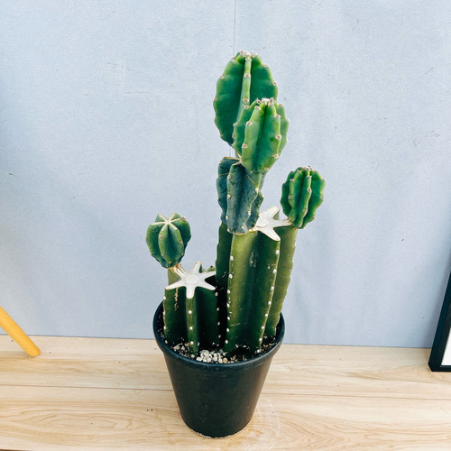 現品　サボテン　柱サボテン　ブランチ　鬼面角　3本植え　ドライガーデン 現品］柱サボテン 鬼面角 ブランチ 3本植え 7号 観葉植物 室内 棘無し