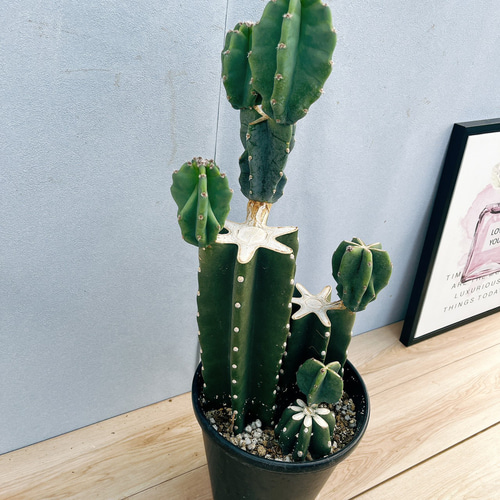 現品］22番 柱サボテン 鬼面角 3本植え ブランチ 8号 観葉植物