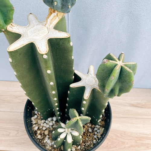 現品］22番 柱サボテン 鬼面角 3本植え ブランチ 8号 観葉植物