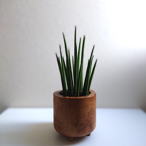 ○空気浄化植物○ ”サンスベリア・バキュラリス ミカド 天然木無垢 鉢