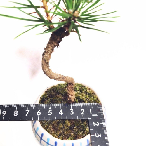 POTOCO 黒松 クロマツ 陶器鉢 植物鉢 植物 観葉植物 ミニ盆栽 盆栽 苔