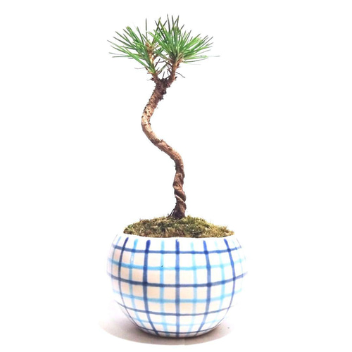 黒松の盆栽 手のひらサイズ 陶器鉢