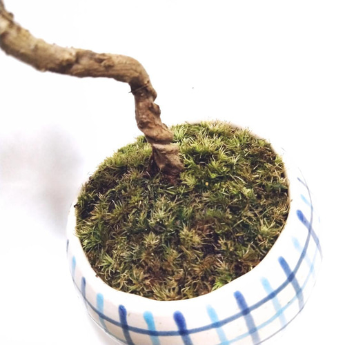 POTOCO 黒松 クロマツ 陶器鉢 植物鉢 植物 観葉植物 ミニ盆栽 盆栽 苔