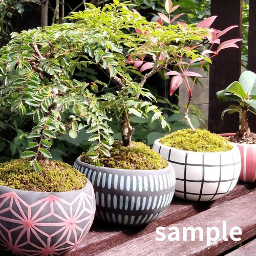 POTOCO ニレケヤキ 陶器鉢 植物鉢 植物 観葉植物 和物 ミニ盆栽