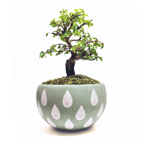 盆栽鉢　植木鉢　水盤　陶芸　園芸　盆栽 盆栽鉢 植木鉢 小品盆栽鉢 大品盆栽鉢