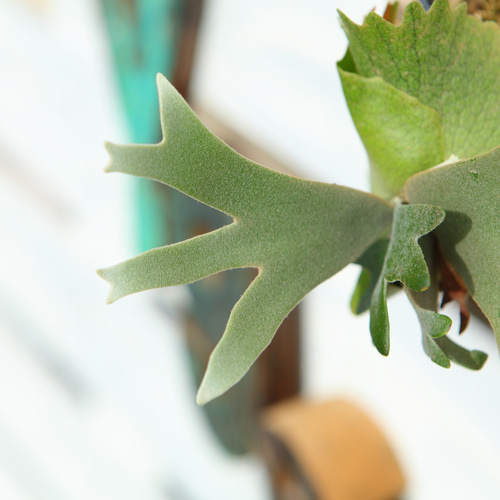 P.willinckii omg sporelling コルク付け Amazon.co.jp: P.willinckii OMG sporeling OMG胞子培養苗