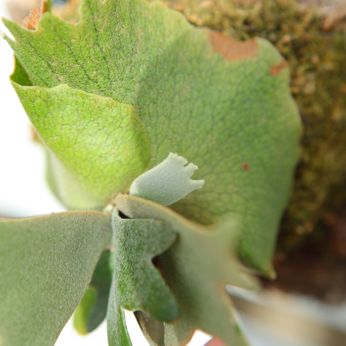 P.Willinckii O.M.G sporeling】ウィリンキー OMG No.701 その他