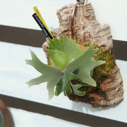 P.Willinckii O.M.G sporeling】ウィリンキー OMG No.701 その他