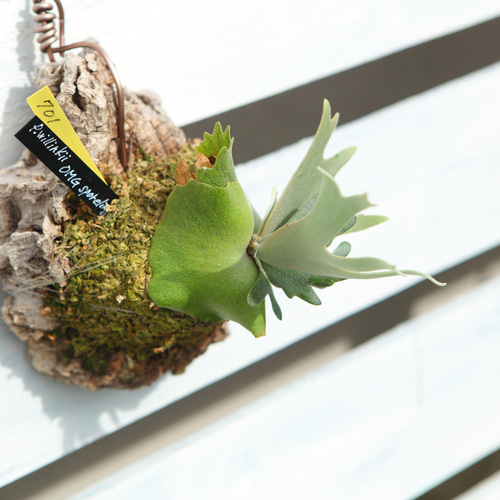 P.Willinckii O.M.G sporeling】ウィリンキー OMG No.701 その他