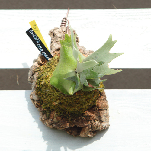 P.Willinckii O.M.G sporeling】ウィリンキー OMG No.701 その他