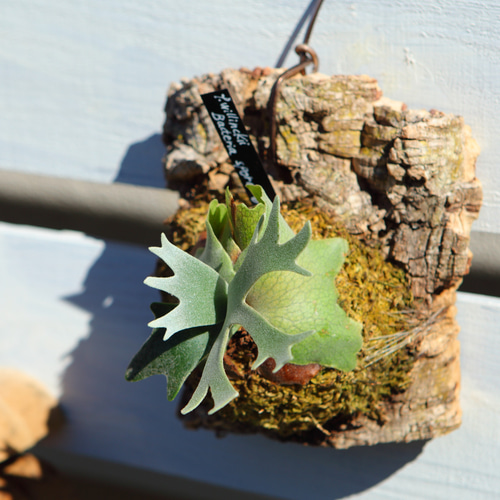 P.Willinckii Bacteria sporeling】ウィリンキー バクテリア No.702