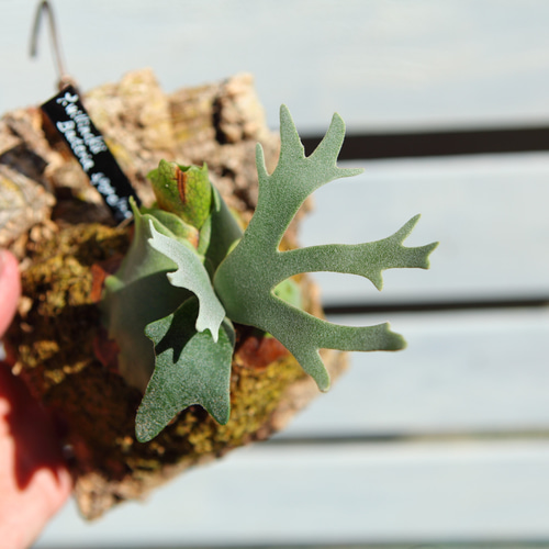 P.Willinckii Bacteria sporeling】ウィリンキー バクテリア No.702