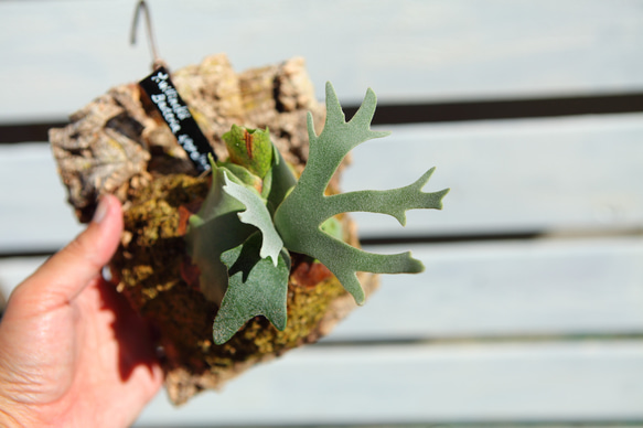 P.Willinckii Bacteria sporeling】ウィリンキー バクテリア No.702