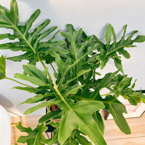 現品］3番 フィロデンドロン セローム 陶器鉢皿付き 観葉植物 室内