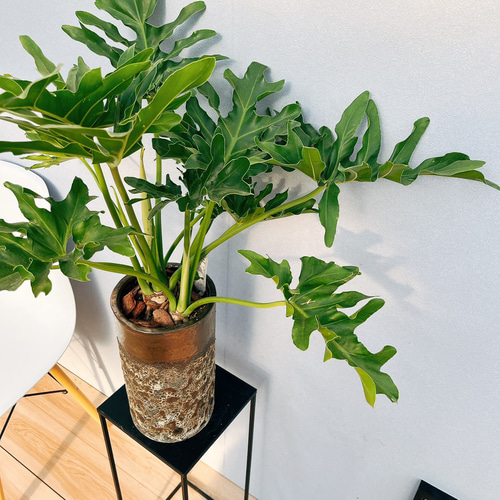 【観葉植物】セローム　陶器鉢付き　 現品］3番 フィロデンドロン セローム 陶器鉢皿付き 観葉植物 室内