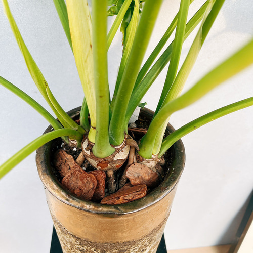 現品］3番 フィロデンドロン セローム 陶器鉢皿付き 観葉植物 室内