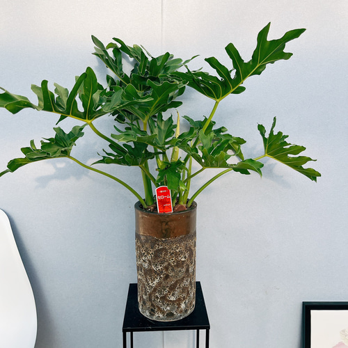 【観葉植物】セローム　陶器鉢付き　 現品］3番 フィロデンドロン セローム 陶器鉢皿付き 観葉植物 室内