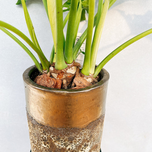 【観葉植物】セローム　陶器鉢付き　 現品］3番 フィロデンドロン セローム 陶器鉢皿付き 観葉植物 室内