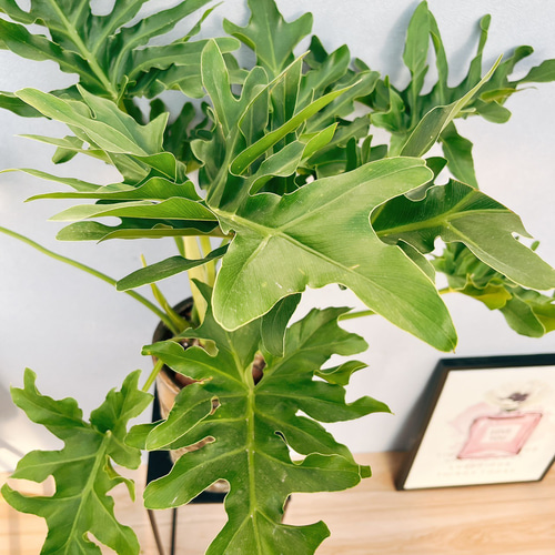 現品］3番 フィロデンドロン セローム 陶器鉢皿付き 観葉植物 室内