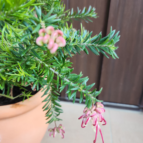 グレビレア　ストロベリーブロンド　鉢植え　苗　苗木　オージープランツ 楽天市場】□良品庭木□ネイティブ プランツグレビレア