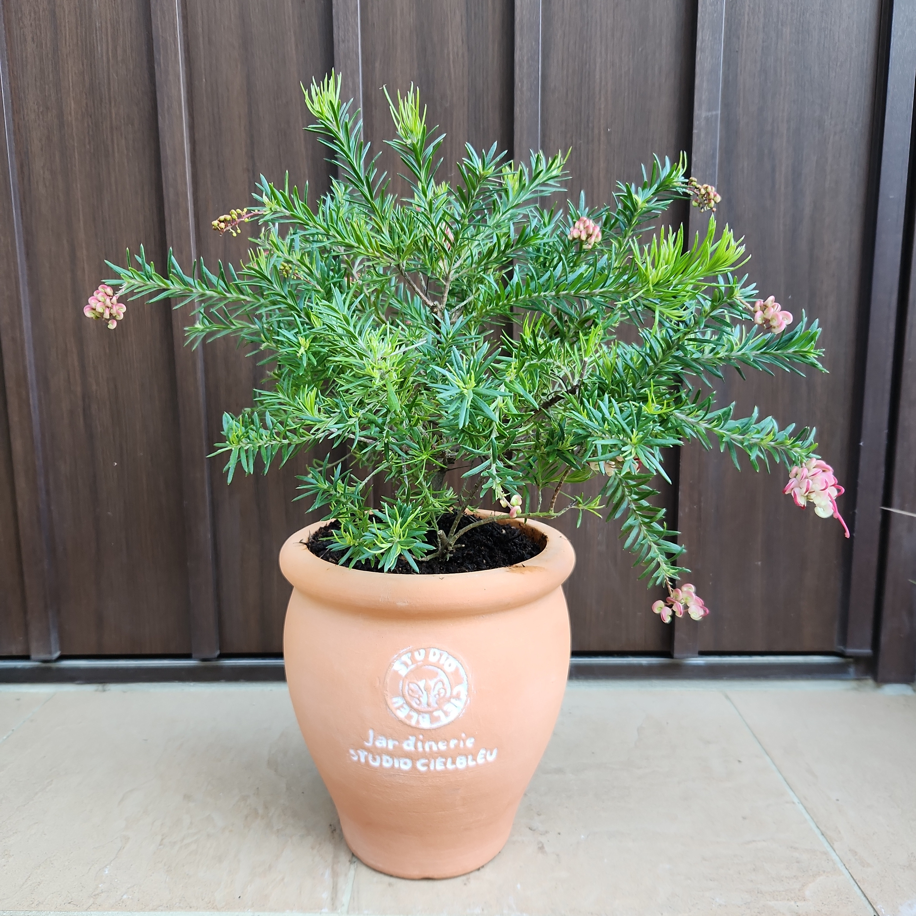 グレビレア　グレープ　② オージープランツ　グレープ　グレビレア　苗 Yahoo!オークション - 激レア グレヴィレア グレープグレビレア