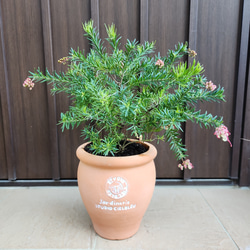 花芽付き♡グレビレア プーリンダマリオン テラコッタ鉢植え 苗