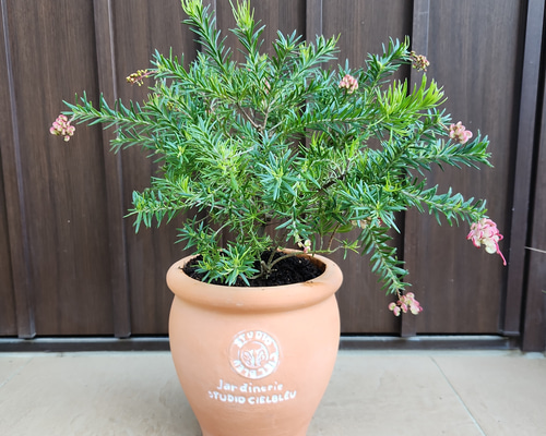 花芽付き♡グレビレア プーリンダマリオン テラコッタ鉢植え 苗