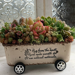 オーダー承ります 多肉植物寄せ植え そのまま飾れる ちまちま寄せ 多肉