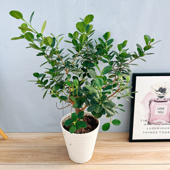 現品］【希少】M パンダガジュマル 8号 観葉植物 室内 レア ゴムの木