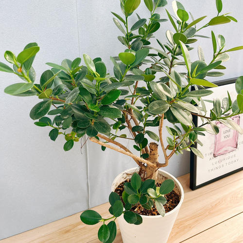 現品］【希少】M パンダガジュマル 8号 観葉植物 室内 レア ゴムの木